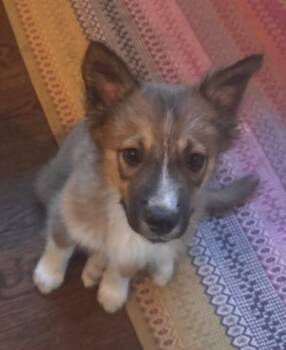 Ceylon -  Australian Cattle Dog Blue Heeler and Retriever Dog for Adoption in Fort Lupton, Colorado - Ceylon | PetCurious