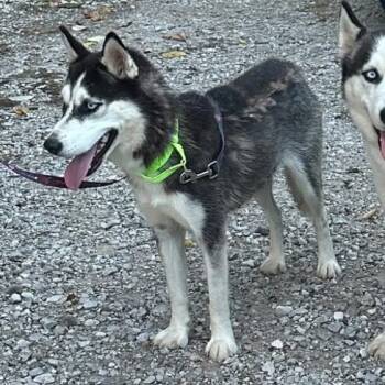 Rescue Siberian Husky Dogs for Adoption in Mount Vernon, Indiana - Dixie | PetCurious