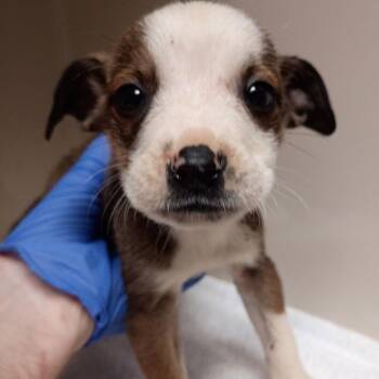 Terrier Dogs Available for Adoption - Lo Mein | PetCurious