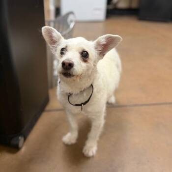 Betty White 53952 -  Terrier and Mixed Breed Dog for Adoption in Las Vegas, Nevada - Betty White 53952 | PetCurious
