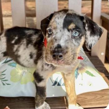 Bear -  Hound and Mixed Breed Dog for Adoption in Baton Rouge, Louisiana - Bear | PetCurious