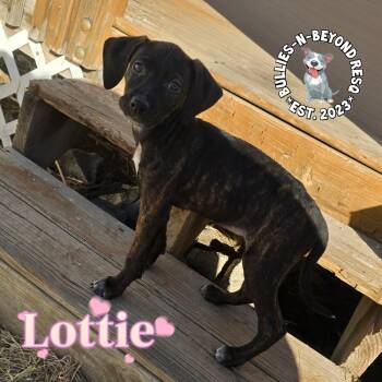 Labrador Retriever Dogs Available for Adoption - Cottagecore Litter: Lottie | PetCurious