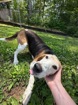 American Foxhound Dogs Available for Adoption in Maidens, Virginia - Patsy | PetCurious