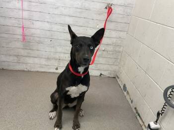 Rescue Siberian Husky and German Shepherd Dog Dogs for Adoption in San Bernardino, California - RORSCHACH | PetCurious