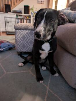 Rescue Labrador Retriever and Hound Dogs for Adoption in Pagosa Springs, Colorado - Ivy | PetCurious