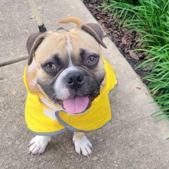 Koi the Mini Boxer and Happiest Boy -  Boxer and Pug Dog for Adoption in Friendswood, Texas - Koi The Mini Boxer And Happiest Boy | PetCurious