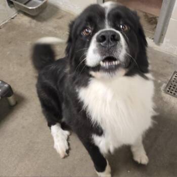 Atlas -  Bernese Mountain Dog and Saint Bernard Dog for Adoption in Marshalltown, Iowa - Atlas | PetCurious