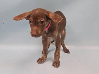 Mercy -  German Shepherd Dog and Pit Bull Terrier Dog for Adoption in Minneapolis, Minnesota - Mercy | PetCurious