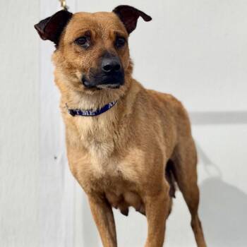 Mixed Breed Dogs Available for Adoption in Midland, Texas - FWT Daisy | PetCurious