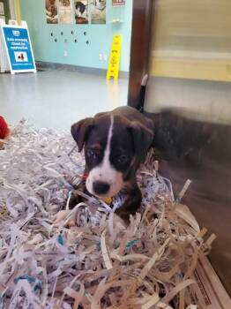 Australian Cattle Dog Blue Heeler and Mixed Breed Dogs Available for Adoption in St. Louis, Missouri - CORDUROY | PetCurious
