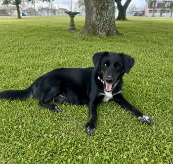 Lacey -  Border Collie and Labrador Retriever Dog for Adoption in Humble, Texas - Lacey | PetCurious