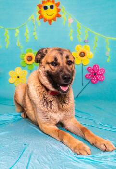 Shepherd Dogs Available for Adoption in Manhasset, New York - Titus | PetCurious