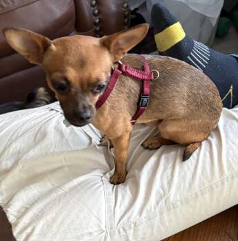 Osiris 3785 -  Chihuahua and Pug Dog for Adoption in Pickering, Ontario - Osiris 3785 | PetCurious