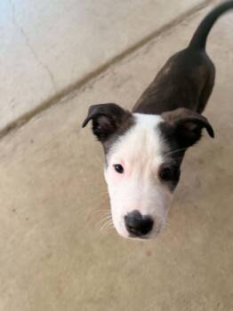 Border Collie Dogs Available for Adoption in Austin, Texas - Patti MA | PetCurious