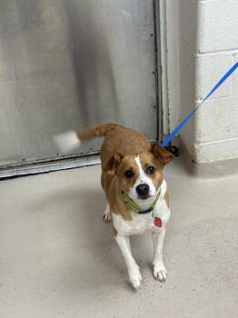 Terrier Dogs Available for Adoption - Chloe (835) | PetCurious