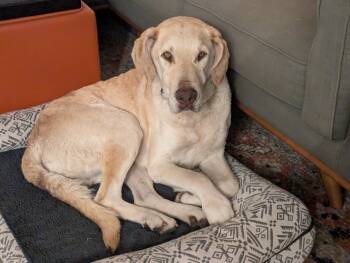 Rescue Chesapeake Bay Retriever Dogs for Adoption in Millcreek, Utah - Goose | PetCurious