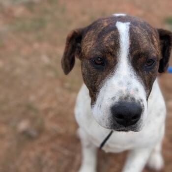Remi -  Hound and Mixed Breed Dog for Adoption in Lenoir, North Carolina - Remi | PetCurious