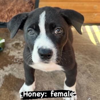 Honey -  Pit Bull Terrier Dog for Adoption in Lincoln, California - Honey | PetCurious