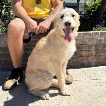 Standard Poodle and Mixed Breed Dogs Available for Adoption - LuLu | PetCurious