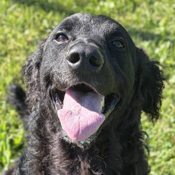 Chuck -  Labradoodle Dog for Adoption in Jefferson, Wisconsin - Chuck | PetCurious