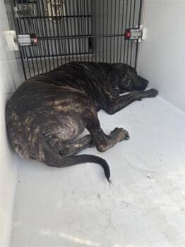 Belgian Shepherd Malinois Dogs Available for Adoption - A653303 | PetCurious