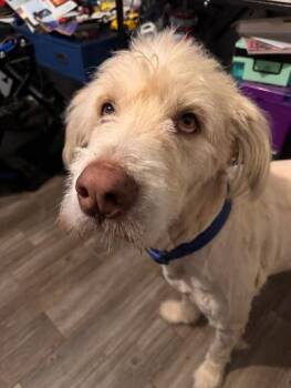 Great Pyrenees and Standard Poodle Dogs Available for Adoption - Chisholm | PetCurious
