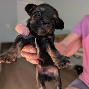 Whiskey -  Shih Tzu Dog for Adoption in Hollister, Florida - Whiskey | PetCurious