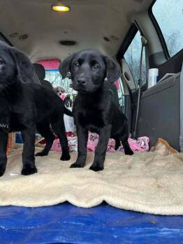 Labrador Retriever Dogs Available for Adoption - Coleeker / Kesha | PetCurious