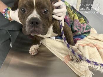 A383581 -  American Bulldog Dog for Adoption in Ocala, Florida - A383581 | PetCurious