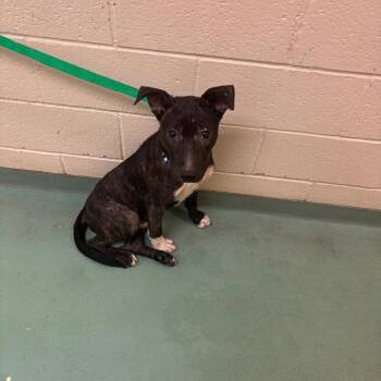 Tucker -  Mixed Breed Dog for Adoption in Memphis, Tennessee - Tucker | PetCurious