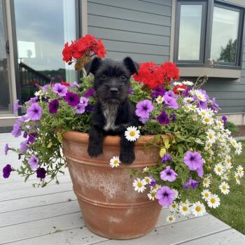 Terrier and Chihuahua Dogs Available for Adoption in Midway, Utah - Allie | PetCurious