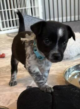 St Clair -  Australian Cattle Dog Blue Heeler Dog for Adoption in Newport, Kentucky - St Clair | PetCurious
