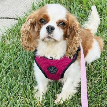 Tilly -  Cavalier King Charles Spaniel Dog for Adoption in Cincinnati, Ohio - Tilly | PetCurious