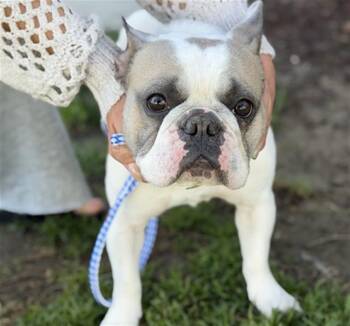 French Bulldog Dogs Available for Adoption - ONYX | PetCurious