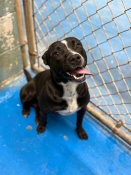 Rescue Pit Bull Terrier and Mixed Breed Dogs for Adoption in Danielsville, Georgia - Jewell Dog 2 | PetCurious