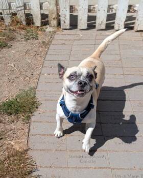 Hoagie -  French Bulldog and Chihuahua Dog for Adoption in Santa Rosa, California - Hoagie | PetCurious