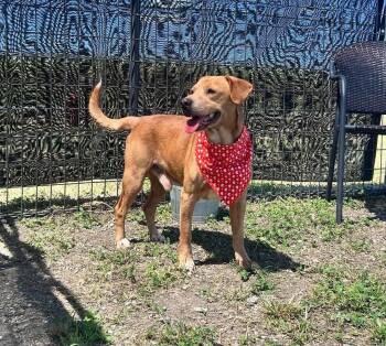 Brinks -  Mixed Breed Dog for Adoption in Scott, Louisiana - Brinks | PetCurious