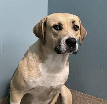 Pit Bull Terrier and Mixed Breed Dogs Available for Adoption in Newton, North Carolina - NOVA | PetCurious
