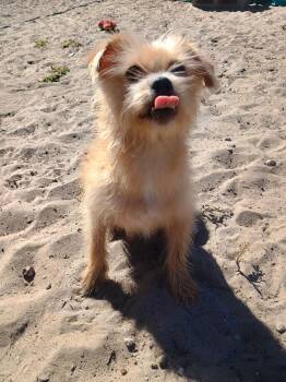 Terrier Dogs Available for Adoption - Sherri | PetCurious