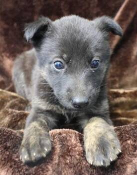 Sparrow -  Shepherd Dog for Adoption in Thief River Falls, Minnesota - Sparrow | PetCurious