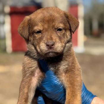 Mountain Cur and Mixed Breed Dogs Available for Adoption in New York, New York - Manning | PetCurious