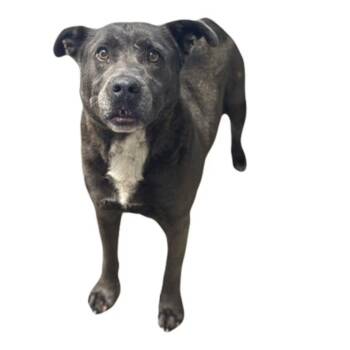 Smokey -  Pit Bull Terrier Dog for Adoption in Red Bluff, California - Smokey | PetCurious