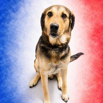 Graham -  Hound and Mixed Breed Dog for Adoption in Concord, North Carolina - Graham | PetCurious