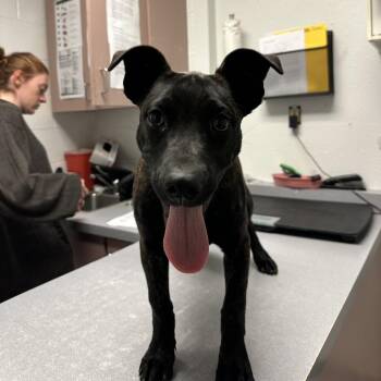 Frog -  American Staffordshire Terrier and Mixed Breed Dog for Adoption in Taos, New Mexico - Frog | PetCurious