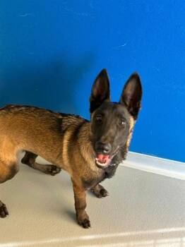 LILO -  Belgian Shepherd Malinois and Mixed Breed Dog for Adoption in Visalia, California - LILO | PetCurious