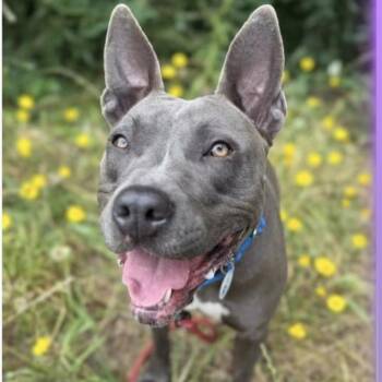 Jackie -  Pit Bull Terrier Dog for Adoption in Larkfield-wikiup, California - Jackie | PetCurious