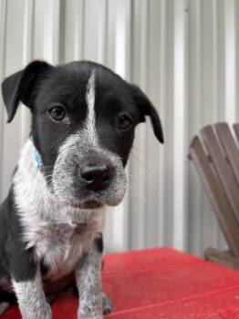 Mixed Breed Dogs Available for Adoption in Lawrenceburg, Tennessee - Pettigrew Pup 1 | PetCurious