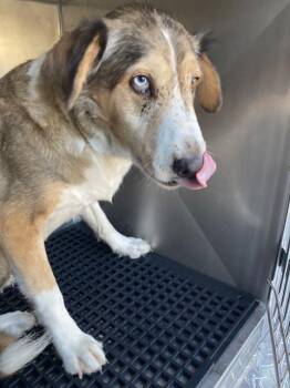 RITA -  Mixed Breed Dog for Adoption in Dallas, Texas - RITA | PetCurious