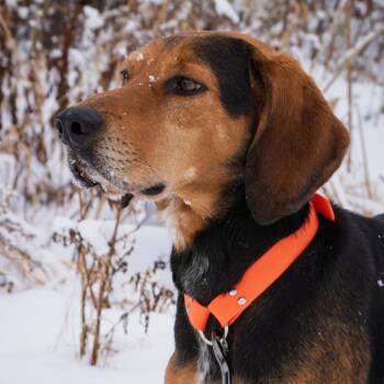 Black And Tan Coonhound Dogs Available for Adoption - Clutch | PetCurious
