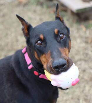 Rescue Doberman Pinscher Dogs for Adoption in Kansas City, Kansas - Diana (AO35295) | PetCurious